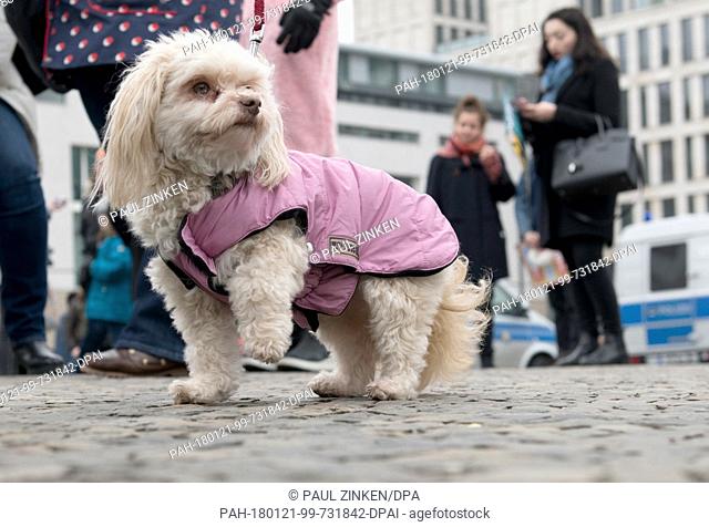 Bolonka lady dog Rumi wearing a pink coat in front of the Brandenburg Gate during the demonstration ""Women's March"" in Berlin, Germany, 21 January 2018