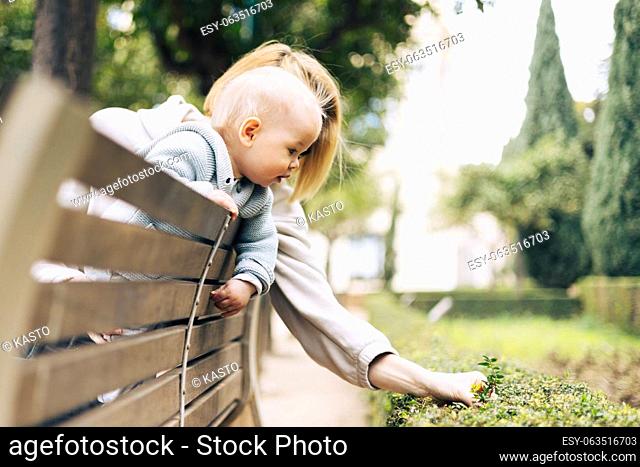 Young mother with her cute infant baby boy child leaning over back of wooden bench towards bushes in city park, observing green plant with young leaves and...