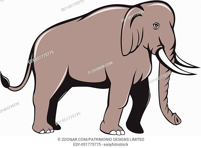 Illustration of an Indian elephant with tusks walking viewed from side on isolated white background done in cartoon style