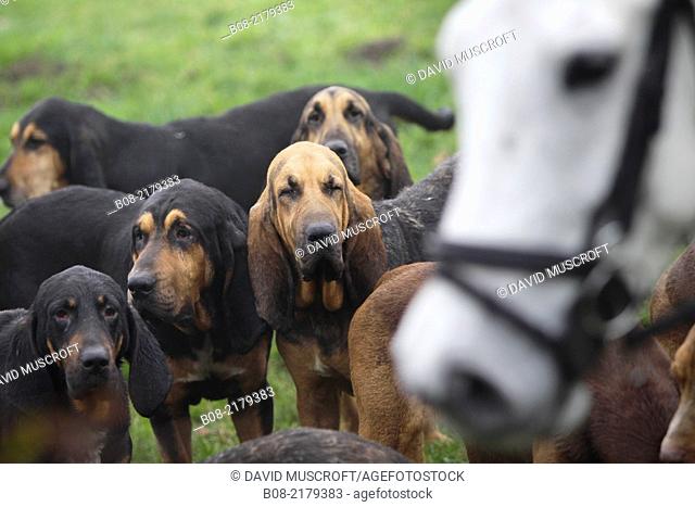 The Burne Bloodhounds following a scent trail near Wheatcroft in north Derbyshire.No artificial scent is used, the hounds follow the scent of a man