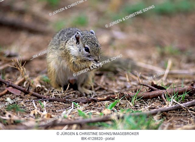 Smith's Bush Squirrel (Paraxerus cepapi), adult, feeding, Kruger National Park, South Africa