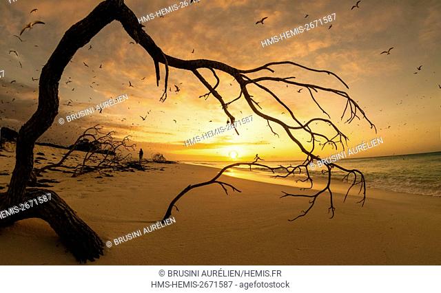 Seychelles, Bird Island, white sandy beach at sunset, flight of the colony of 1.5 million sooty terns (Onychoprion fuscatus), in March
