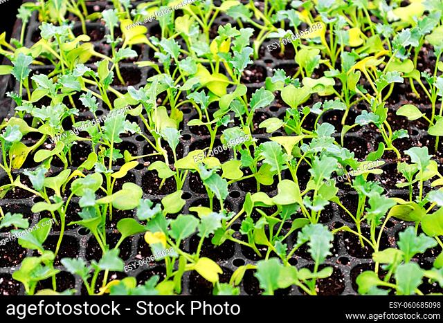 Rows of yooung kale seedlings growing in greenhouse trays