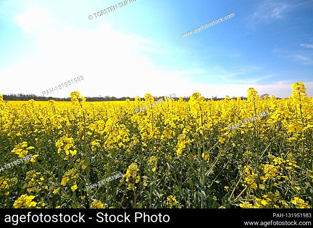 23.04.2020, detail of a rape field against a blue sky with veil clouds near Kius (municipality Ulsnis) in Schleswig-Holstein in full bloom