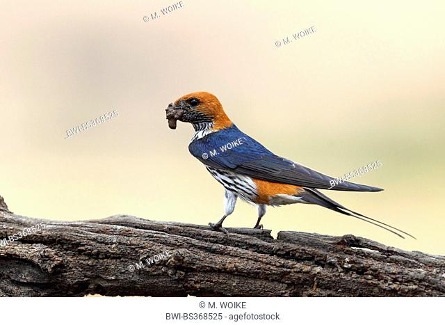 Lesser striped swallow (Hirundo abyssinica), with nesting material in the bill, sits on a branch, South Africa, North West Province, Pilanesberg National Park