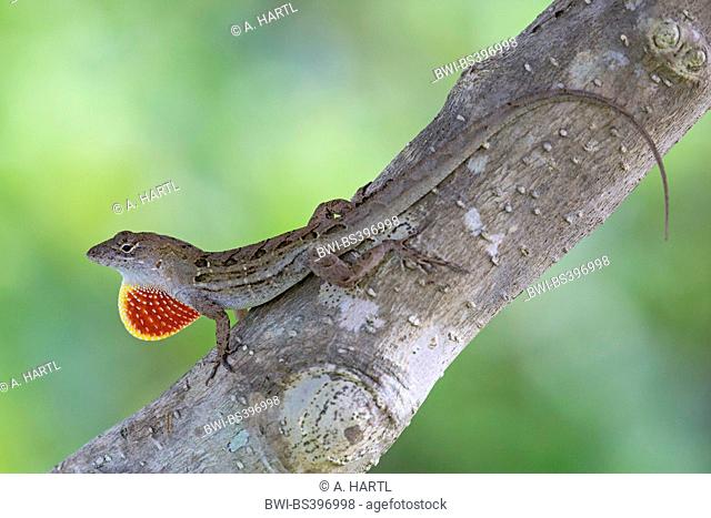 Brown anole, Cuban anole (Anolis sagrei, Norops sagrei), male displaying its dewlap, USA, Florida, Kissimmee