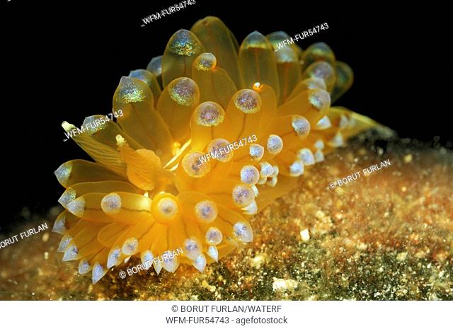 Janolus Sea Slug, Janolus cristatus, Korcula Island, Adriatic Sea, Croatia