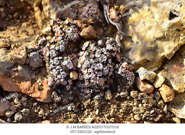 Acarospora cervina is a crustose lichen that grows on calcareous soils. This photo was taken in Aliaga, Teruel province, Aragon, Spain