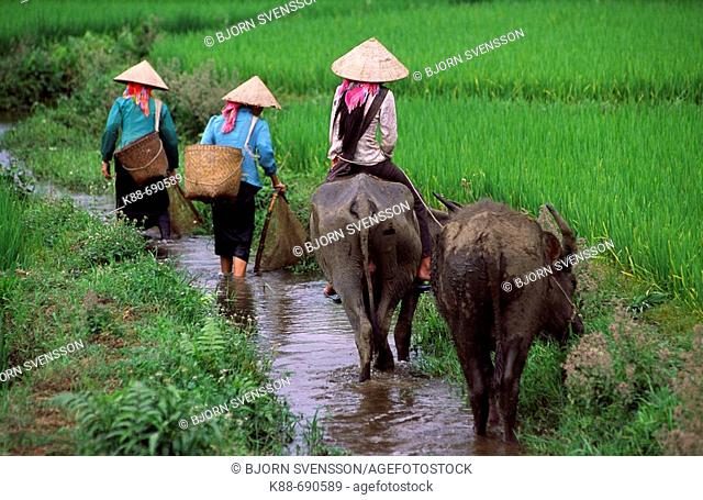 Women with water buffaloes, Binh Lu, Lai Chau Province, Vietnam
