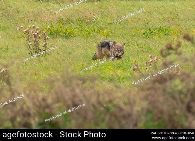 07 October 2023, Saxony-Anhalt, Bad Schmiedeberg: 07.10.2023, Bad Schmiedeberg. A free-living adult wolf (Canis lupus) stands in broad daylight in a meadow near...