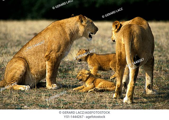 AFRICAN LION panthera leo, FEMALE WITH CUB