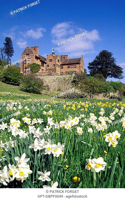 DAFFODILS IN THE GARDEN OF CHARTWELL HOUSE, WINSTON CHURCHILL'S HOUSE, WESTERHAM, KENT, ENGLAND