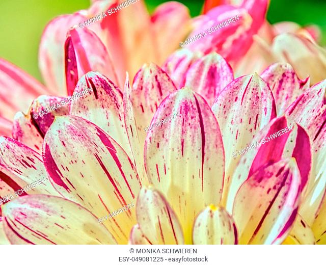 the delicate translucent white flower leaves of a dahlia, fanned upward in bulk and close-up. the edges are crossed with delicate lines in pink