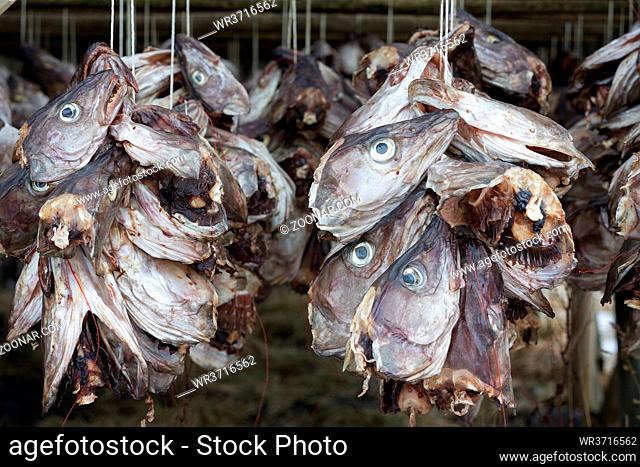 Zum Trocknen aufgehängte Fischköpfe auf den Lofoten, Norwegen