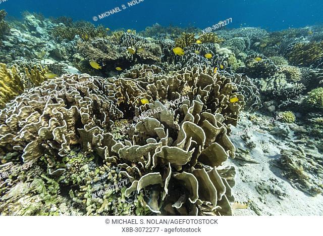 A profusion of hard and soft corals on Sebayur Island, Komodo National Park, Flores Sea, Indonesia