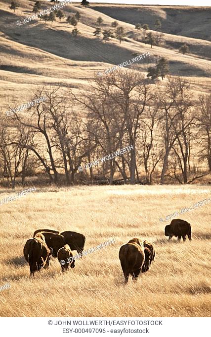 american bison in south dakota, usa