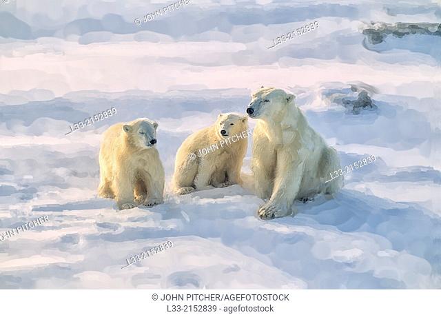 Polat bear with her cubs