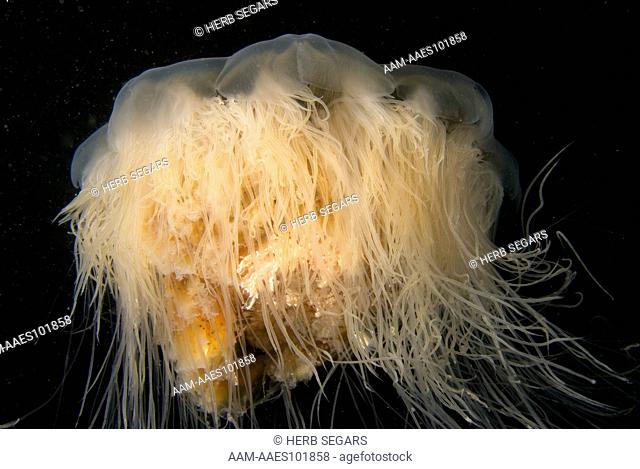 A Lion's Mane Jellyfish (Cyanea capillata) in the plankton-laden waters above the Keel Wreck off the coast of New Jersey, USA