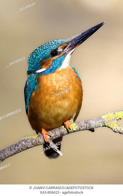 Common kingfisher (Alcedo atthis) male, looking up