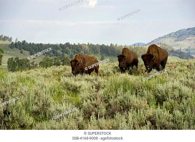 Usa, Wyoming, Yellowstone National Park, Lamar Valley, Bison