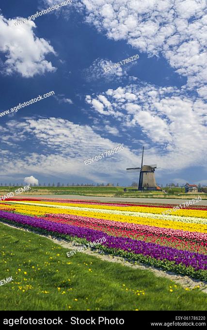 windmill with tulip field in North Holland, Netherlands