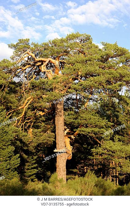 Scots pine (Pinus sylvestris) is a coniferous tree native to Europe. This photo was taken in Navarredonda de Gredos, Avila province, Castilla-Leon, Spain