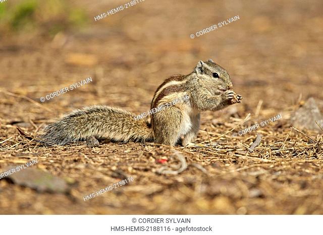 India, Rajasthan state, Bharatpur, Keoladeo national park, Northern palm squirrel or Fivestriped Palm Squirrel, ground squirel (Funambulus pennantii)
