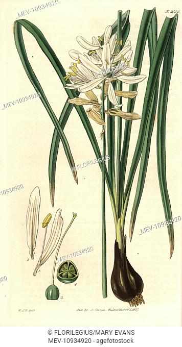 Scilla esculenta, esculent squill or camass with white flowers. Illustration by WJ Hooker, engraved by Swan. Handcolored copperplate engraving from William...