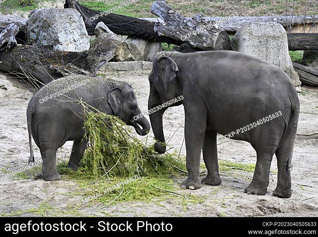 Asian elephant (Elephas maximus) pictured during Easter feeding by willow twigs in the Prague Zoo, Czech Republic, on April 5, 2023