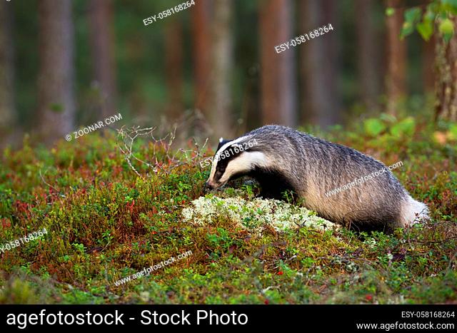 Hungry european badger, meles meles, sniffing cranberries. Wild creature grazing in the wilderness. Animal wildlife in the lingonberry heathland in summer