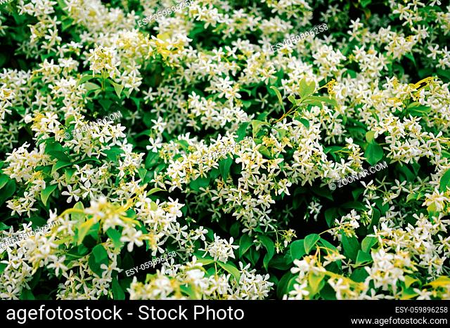 Close-up of jasmine with green leaves and flowers. High quality photo