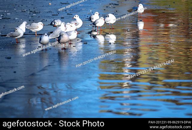 31 December 2020, Bavaria, Munich: Seagulls sit on a sheet of ice at the partially frozen Olympic Lake in the Olympic Park. Photo: Sven Hoppe/dpa