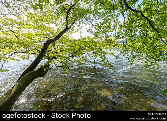 Lakeside in summer, Lake Großer Stechlinsee, Neuglobsow, Rheinsberg, Ruppiner Land, Brandenburg, Germany