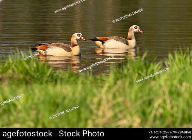 09 April 2023, Lower Saxony, Friesoythe: 09.04.2023, Friesoythe. Two Egyptian geese (Alopochen aegyptiaca) swimming on a pond in a park
