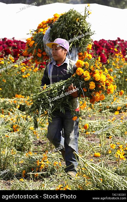 COPANDARO, MEXICO - OCTOBER 28: Farmers harvest the marigold (cempasuchil), which were planted in mid-June so that they can be harvested at the end of October