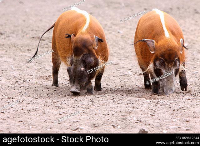 Pinselohrschweine