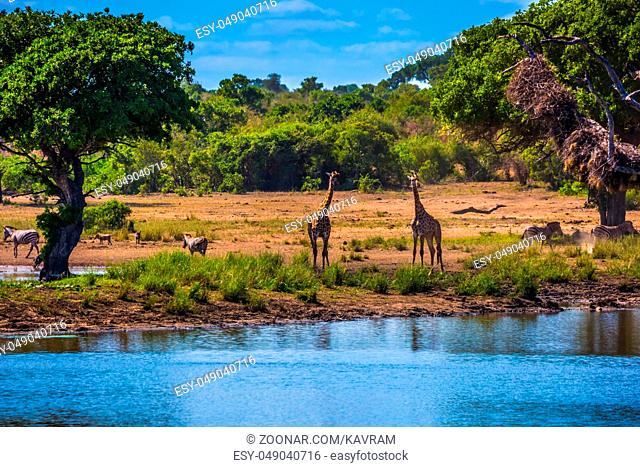 The famous Kruger National Park. Small lake, to which the animals go to drink. Herd of zebras and a few giraffes