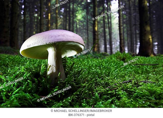 Illuminated mushroom, wide angled shot