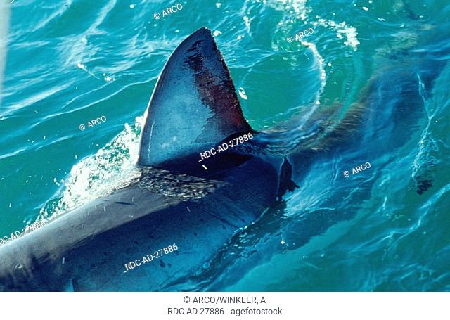 Back fin of Great White Shark, Dyer Island, South Africa, Carcharodon carcharias