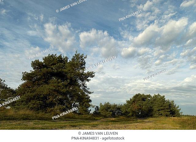 Scots Pine Pinus sylvestris - Landschotse Heide, North Brabant, The Netherlands, Holland, Europe