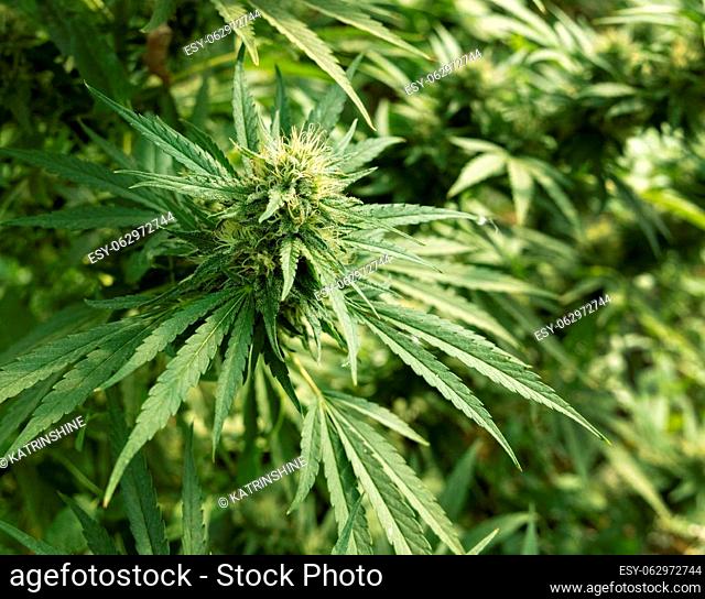 Blooming ripe Marijuana with Buds and green Leaves. Organic Cannabis Sativa Female Plants with CBD. Legal marihuana plantation provides high quality medicinal...