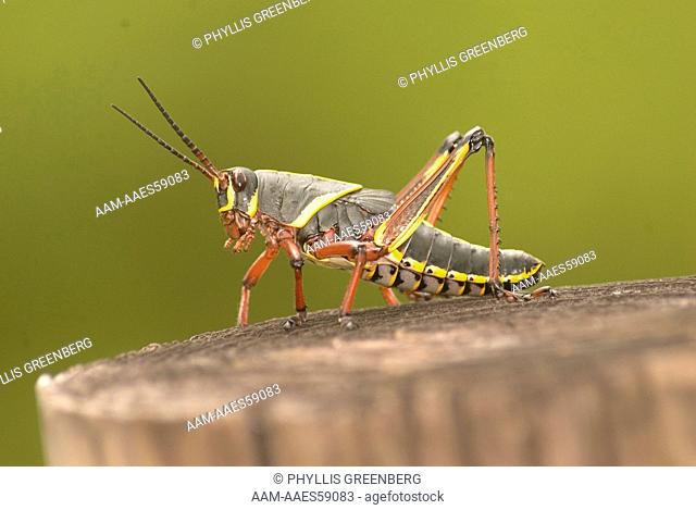 Lubber Grasshopper Romalea microptera Immature Loxahatchee Wld. Refuge, Fl 2006 Digital Capture