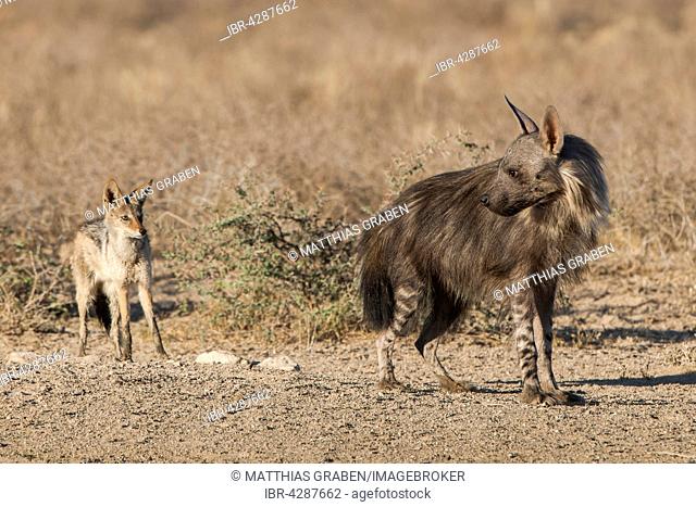 Brown hyena (Hyaena brunnea) and black-backed jackal (Canis mesomelas), Kgalagadi Transfrontier Park, Northern Cape Province, South Africa