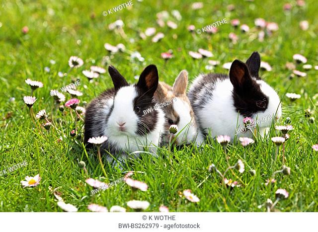 domestic rabbit Oryctolagus cuniculus f. domestica, three young rabbits in a meadow, Germany