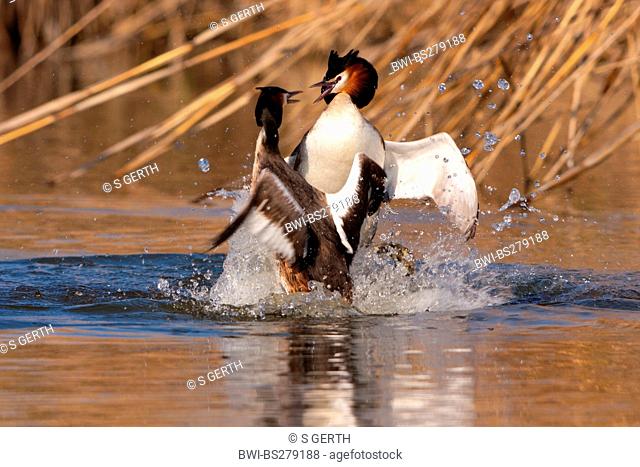 great crested grebe Podiceps cristatus, fighting males, Switzerland, Lake Constance