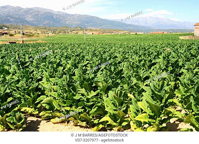 Tobacco (Nicotiana tabacum) is an annual herb native to tropical America but widely cultivated in other temperate regions