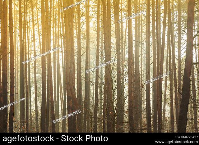 Natural Background Of Autumn Misty Forest. Trees Woods In Fog