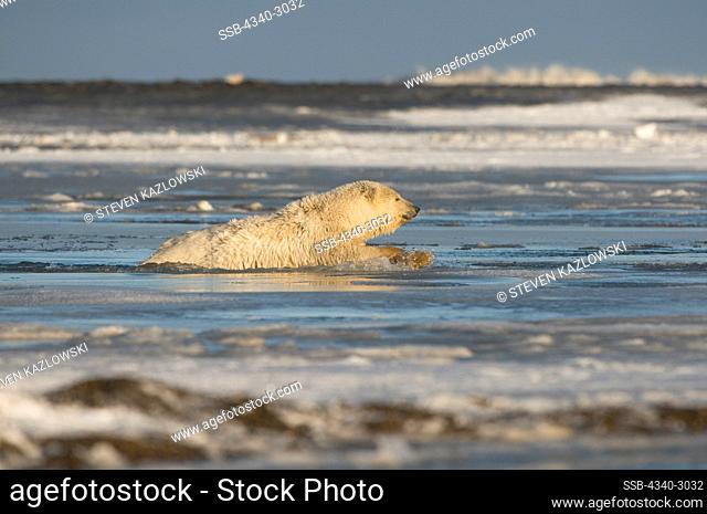 USA, Alaska, Brooks Range, Arctic National Wildlife Refuge, Polar bear (Ursus maritimus) cub climbing onto newly formed pack ice during fall freeze up