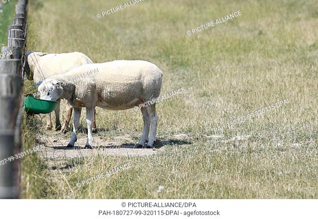 17 July 2018, Germany, Burhave: Two sheep drink from a water trough attached to a fence by a dyke. (on dpa ""Animals hardly find any food on pastures and...