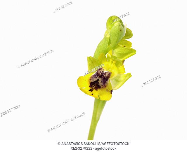 Ophrys phryganae (lutea group), Crete